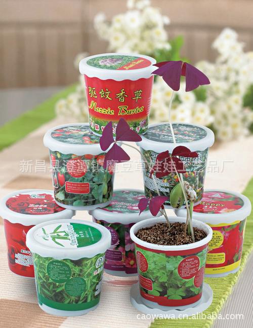 微型花卉盆景DIY 从创意到实用，打造植物生活新风尚