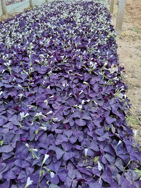 从时令草花到绿化苗木——园艺产品种植的全景指南